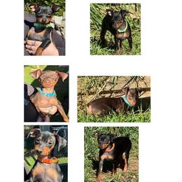 Miniature Pinscher Puppies from DeLeeuw Family Miniature Pinschers