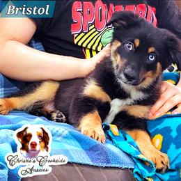 Bristol - Black tri male Miniature Australian Shepherd puppy in Punta Gorda, Florida from Christie's Creekside Aussies