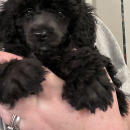 Poodle Puppies from Erisse Poodles