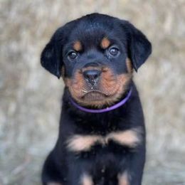 Rottweiler Puppies from Post Farm Rottweilers