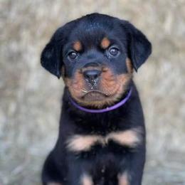 Rottweiler Puppies from Post Farm Rottweilers
