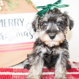 Miniature Schnauzer puppies from Rocking H