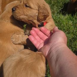 Dolly - Dark golden female Golden Retriever puppy in Lebanon, Oregon from SnowPeakPaws