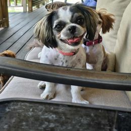 Kloe - Shih Tzu