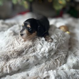 Yellow - Black and tan female Dachshund puppy in Casper, Wyoming from Daisy's Doxies & Doodles