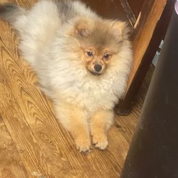 Patrick - Cream sable Pomeranian puppy in Avon Park, Florida from Mariska's Pomeranians