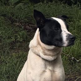 Mylo - American Pit Bull Terrier