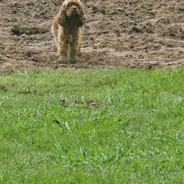 Queen B - Cocker Spaniel