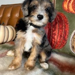 Black collar male - Merle male Goldendoodle puppy in Ottawa, Ohio from Simply Beautiful Goldendoodles