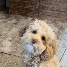 Goldendoodle All Grown Up from Scherrer Sweet Goldendoodles