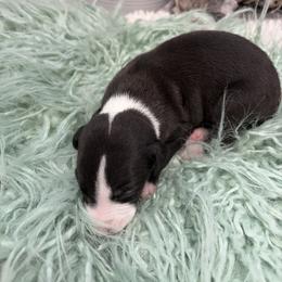 Jaguar - Black male Whippet puppy in Fort Myers, Florida from Rainbow Whippets