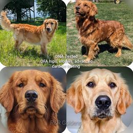 Purple - Golden female Golden Retriever puppy in Troy, Texas from R&R Goldens