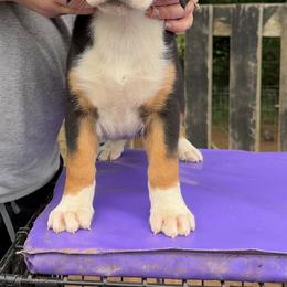 Purple Girl - Black, white and red female Greater Swiss Mountain Dog puppy in Knoxville, Maryland from Dahlgren Swissys