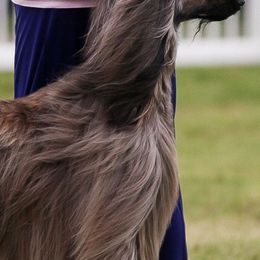 Afghan Hounds from Suni Afghan Hounds