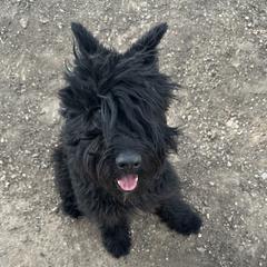 Athena - Bouvier des Flandres