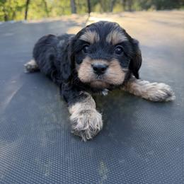 Blk Tan Boy - Black and tan male Cavapoo puppy in Roseville, California from Lipscomb Doodles