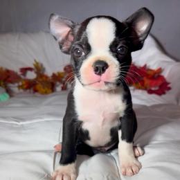 Boy 1 - Black brindle and white male Boston Terrier puppy in London, Kentucky from Puppy Love