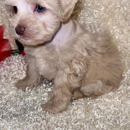 Miniature Schnauzer Puppies from Kisses cuddles and snuggles