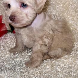 Miniature Schnauzer Puppies from Kisses cuddles and snuggles
