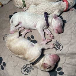 Goldendoodle Puppies from Fluff Puff Doodles