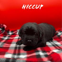 Hiccup - Black male Labrador Retriever puppy in Texas from Raley Retrievers