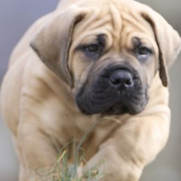 Boy 4 - Boerboel puppy from Brickhouse Boerboels