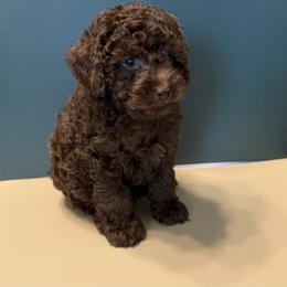 Beau - Brown male Poodle puppy in Lakeland, Florida from Blessed Beginnings Puppies