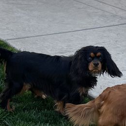Lily - Cavalier King Charles Spaniel