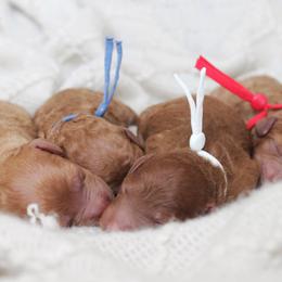 Poodle Puppies from Bruno & Co. Puppies