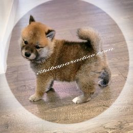 Shiba Inu Puppies from Shiba Paradise