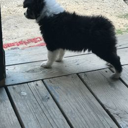 Toy Australian Shepherd All Grown Up from The Ranch of the Sun Toy Aussies