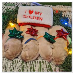 Golden Retriever Puppies from Goldnmine Kennels