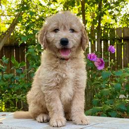 Ranger - Cream male Goldendoodle puppy in The Woodlands, Texas from Gracie's Goldendoodles and Bernedoodles