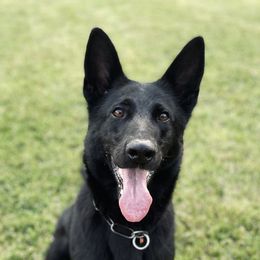 Z - German Shepherd