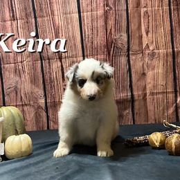 Keira - Blue merle white and tan Collie puppy in Waterville, Iowa from Lisa’s Lassies