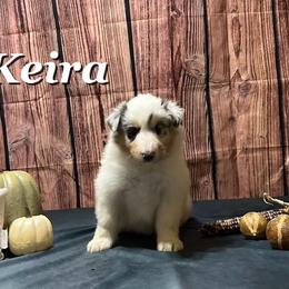 Keira - Blue merle white and tan Collie puppy in Waterville, Iowa from Lisa’s Lassies