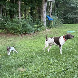 Chip - German Shorthaired Pointer