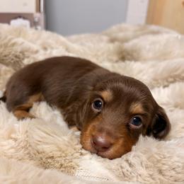Cocoa 3450 - Chocolate and tan female Dachshund puppy in Mayville, Michigan from Teenie Little Hearts