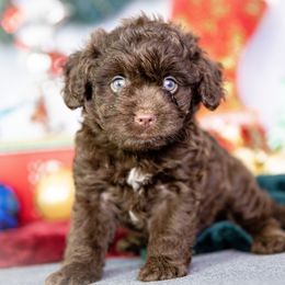 Aussiedoodle Puppies from Dreamcatcher Dogs