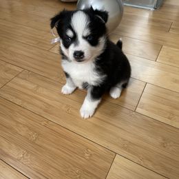 Pomsky Puppies from Ocean State Pomskies