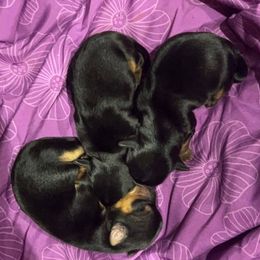 Yorkshire Terriers from Shakerra's Yorkshire Terriers