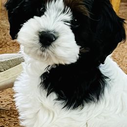 Cockapoo Puppies from Lulu's Cockapoos