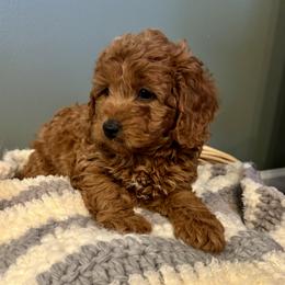 Samson - Red male Cavapoo puppy in Lititz, Pennsylvania from Painter Puppies