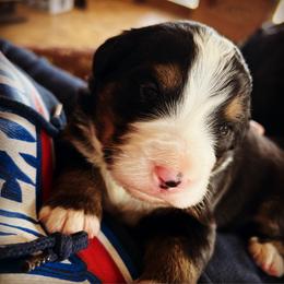 Bernese Mountain Dog Puppies from Berners of New Mexico