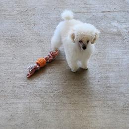 Bijou - White female Poodle puppy in Greenville, Texas from Pitties' Love