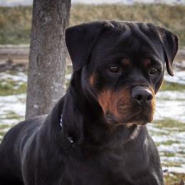 Karma - Rottweiler