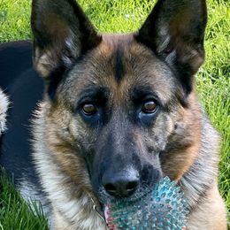 Astra - German Shepherd