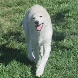 Borzoi Puppies from Radost Borzoi