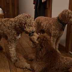 Double Doodles from The Doodle & Kaboodle