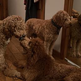 Double Doodles from The Doodle & Kaboodle